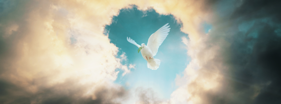 Dove Dove